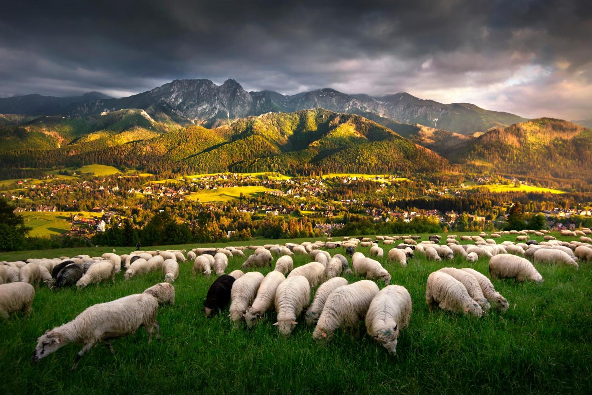Gorska Osada Luxury Chalets Zakopane Poronin Exteriör bild